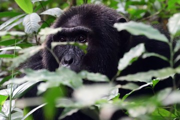 Fototapeta premium Eastern chimpanzee, Kibale Forest National Park, Uganda