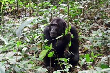Obraz premium Eastern chimpanzee, Kibale Forest National Park, Uganda