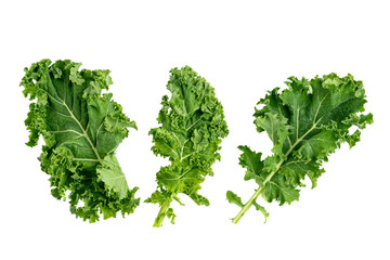 Obraz premium green leafy kale