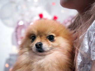 Portrait of a red shaggy Pomeranian dog