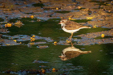 Three-banded Plover - Charadrius tricollaris small wader, resident in much of eastern and southern Africa and Madagascar, inland rivers, pools, and lakes. Red eye