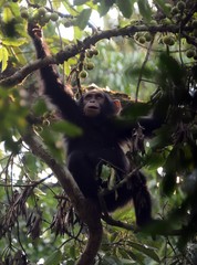 Eastern chimpanzee, Kibale Forest National Park, Uganda