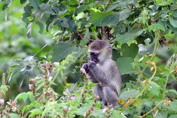 Naklejka na ściany i meble Vervet monkey, Lake Kyaninga, Uganda