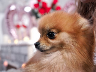 Portrait of a red shaggy Pomeranian dog