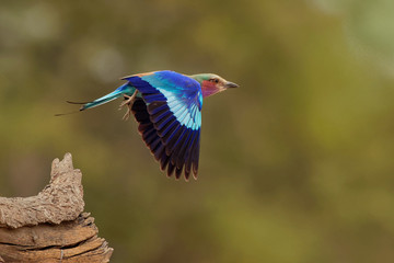 Lilac-breasted Roller - Coracias caudatus - colorful magenta, blue, green bird in Africa, widely distributed in sub-Saharan Africa, vagrant to the Arabian Peninsula, prefers open woodland and savanna