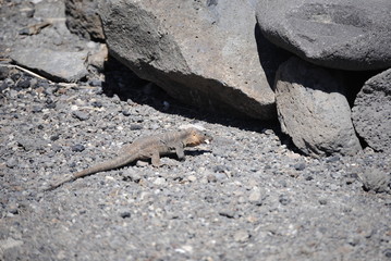 reptil Lagarto Canario
