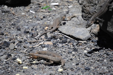 reptil Lagarto Canario
