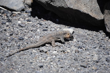 reptil Lagarto Canario