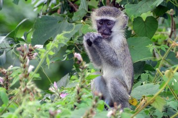 Vervet monkey, Lake Kyaninga, Uganda