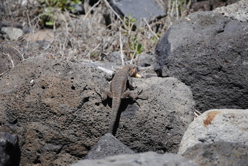 reptil Lagarto Canario