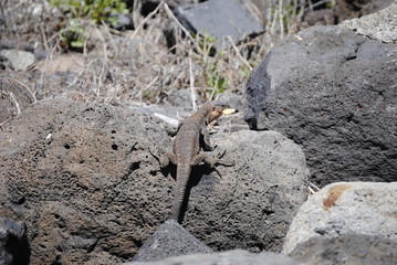 reptil Lagarto Canario