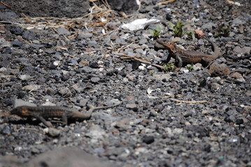 reptil Lagarto Canario