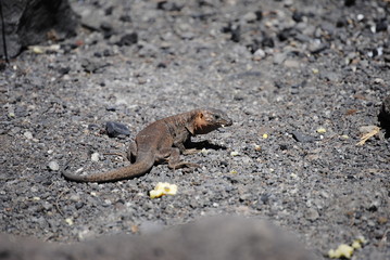 reptil Lagarto Canario