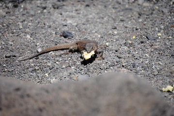 reptil Lagarto Canario comiendo
