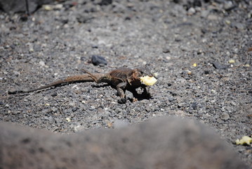 reptil Lagarto Canario comiendo