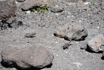 reptil Lagarto Canario