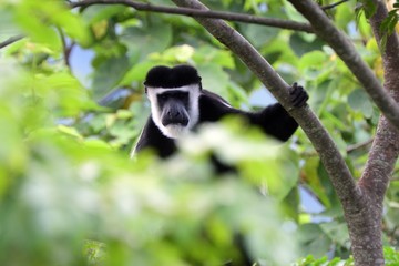 Black-and-white colobus, Lake Kyaninga Uganda