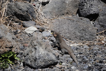 reptil Lagarto Canario