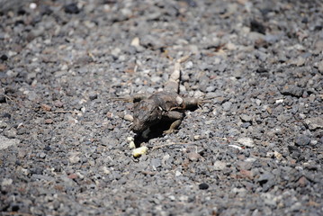 reptil Lagarto Canario