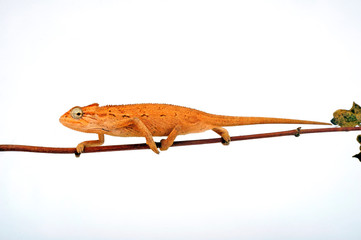 young Montane side-striped chameleon (Trioceros ellioti / Chamaeleo ellioti) © bennytrapp