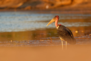 Marabou Stork - Leptoptilos crumeniferus large wading bird in the stork family Ciconiidae, breeds in Africa south of the Sahara, sometimes called the undertaker bird