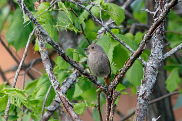 Black redstart phoenicurus ochruros female sitting on branch of tree. Cute grey village songbird in wildlife.