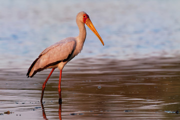 Yellow-billed Stork - Mycteria ibis also wood stork or ibis, large African wading stork species family Ciconiidae, widespread south of the Sahara and Madagascar, white bird with yellow beak