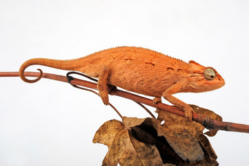 young Montane side-striped chameleon (Trioceros ellioti / Chamaeleo ellioti) © bennytrapp