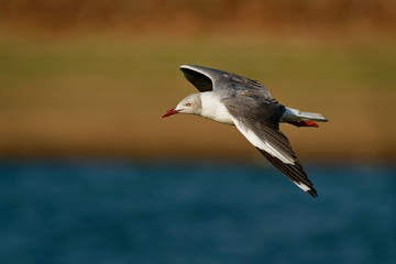 Grey-headed Gull - Chroicocephalus cirrocephalus also grey-hooded gull, small gull which breeds patchily in South America and Africa south of the Sahara