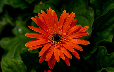 Picture of the African Daisy