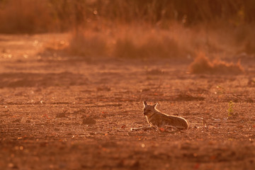 Side-striped Jackal - Canis adustus species of jackal, native to eastern and southern Africa, primarily dwells in woodland and scrub areas, related to dogs