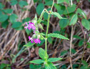 Red Campion in the woods
