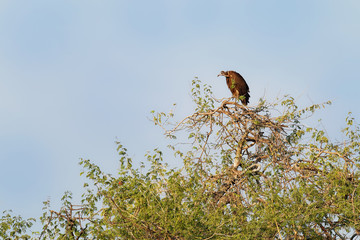 Hooded Vulture - Necrosyrtes monachus  Old World vulture in the order Accipitriformes, which also includes eagles, kites, buzzards and hawks, brown bird with pink (red) head