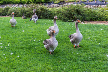 Geese graze on the lawn..