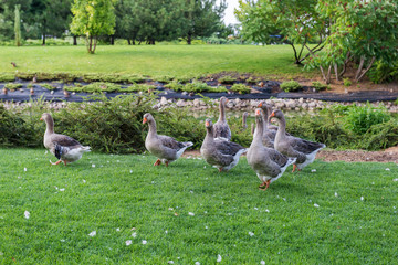 Geese graze on the lawn..