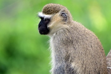 Vervet monkey, Lake Kyaninga, Uganda