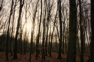 Düsterer Winter Wald in Deutschland - Bäume