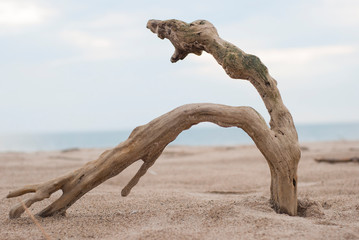 Driftwood in the Beach