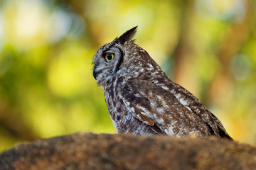 Spotted Eagle-Owl - Bubo africanus also called African spotted eagle-owl, and African eagle-owl, is a medium-sized species of owl, one of the smallest of the eagle owls