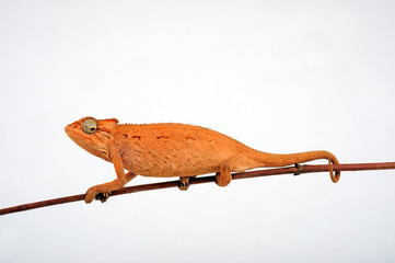 young Montane side-striped chameleon (Trioceros ellioti / Chamaeleo ellioti) © bennytrapp