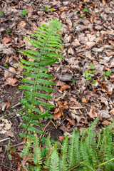 Fern Frond in woodland