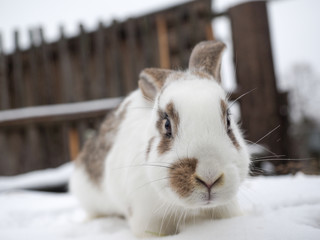 Cute rabbits live in an open pasture in the village