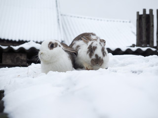 Cute rabbits live in an open pasture in the village