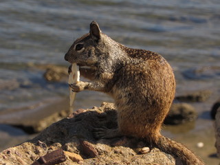 Squirrel enjoying a snack by the water.