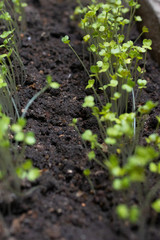 young plants in the garden