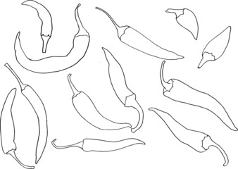Fresh chilli pepper with hand drawing or sketch style. Simple line art. Sketch of vegetables isolated on white background. Doodle hand drawn vegetables.