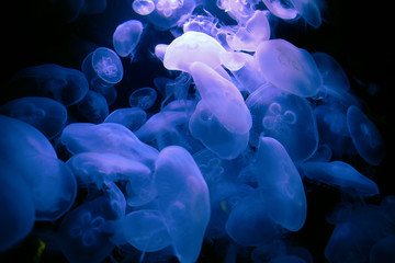 Obraz premium soothing image with jellyfish in blue water
