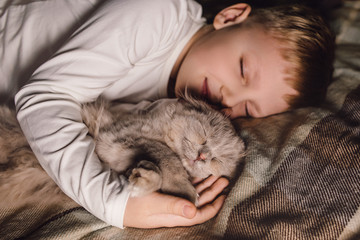 Boy and cat. Scottish fold cat in the arms of a boy. The concept of a pet in family education and a loving home. Horizontal.