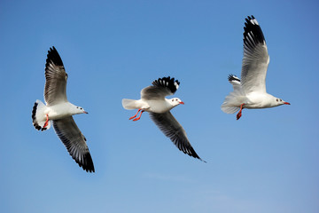 flying seagull bird on beautiful sky background