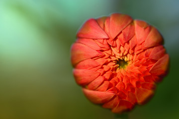 Close-up of a blooming dahlia from above with drops of water against green background in nature